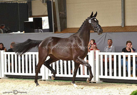 2021.08.21 Czempionat klaczy 2 letnich Twilight w Radzionkowie