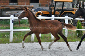 2023.10.06 6 miesięcy Dream of Salinero