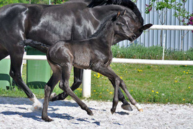 2023.05.12 Pierwsze spacery Damaris Jak Malowanej