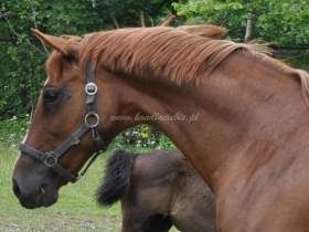 Desiree - SPRZEDANA !