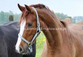2014.05.12 Moje konie w dzień terminu