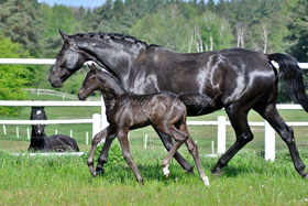 2024.05.03 Miesiąc Te Fiti Jak Malowanej