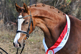 2024.02.03 Czempionat Bonjour Cherie w Radzionkowie