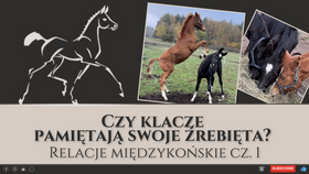 8.11.24 Czy klacze pamiętają swoje źrebięta? Relacje międzykońskie