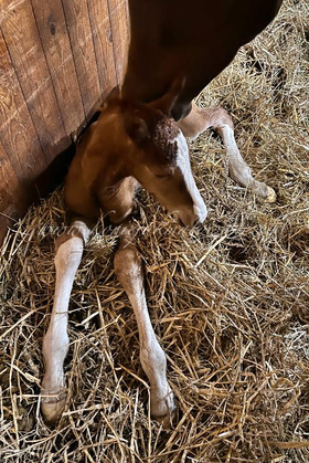 2025.03.27 Narodziny Sacre Coeur Jak Malowanej