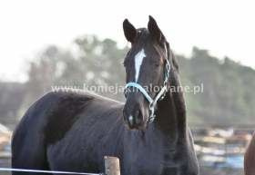 2014.01.10 Zwariowany klimat