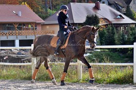 2023.11.25 First Fabiola pod siodłem w jesiennej kolorystyce