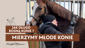 22.02.25 Mierzymy młode konie. Jak długo rosną konie?