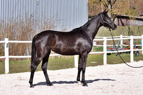 Damaris Jak Malowana