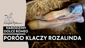 25.04.25 Poród klaczy Rozalinda Wood