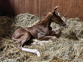 2025.05.16 Narodziny Bonjour Soleil Jak Malowanej