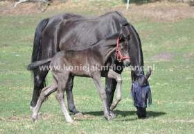 2013.04.30 Quaterimo na zielonym tle