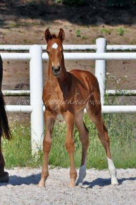 Vertigo Jak Malowany - SPRZEDANY