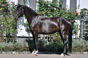 Shavalou H - SPRZEDANA