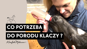 7.03.25 Co jest potrzebne do porodu klaczy?
