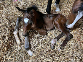 2023.06.10 Narodziny Full of charm Jak Malowanego