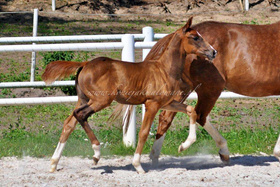 2023.07.10 3 miesiące Dream of Salinero