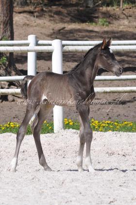 Dolce Romeo Jak Malowany - SPRZEDANY