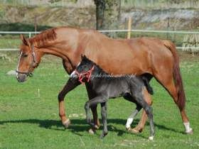 2010.04.19 - Małe spacerki małego konika