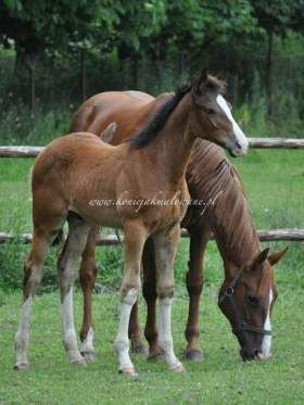 Cristallo - SPRZEDANY !