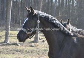 2013.04.14 Rok Starling