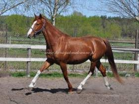 2011.04.18 - Dream na tydzień przed terminem porodu