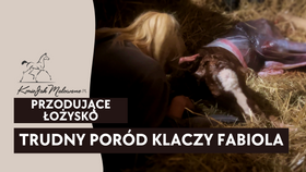 4.04.25 Trudny poród klaczy Fabiola - przodujące łożysko (Red Bag Delivery) i ogromny krwiak