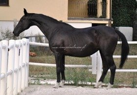 Tanousca - SPRZEDANA !