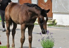 2017.07.09 Przegląd Hanowerski źrebaków
