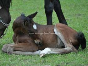 2011.10.01 - Źrebięce czasy