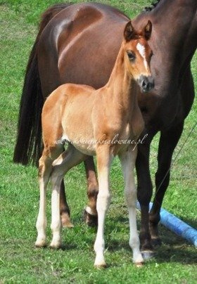 Frizzante - SPRZEDANY !