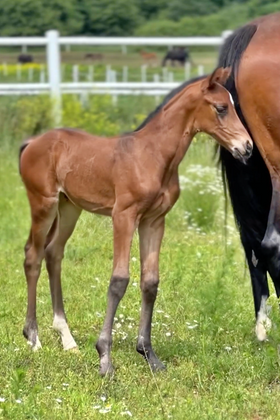 Fleur Jak Malowana - SPRZEDANA