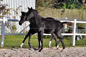 2025.01.24 Spóźniona sesja Dimalou i Te Fiti w wieku 6ciu miesięcy