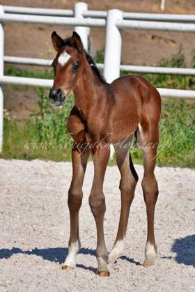 Full of charm Jak Malowany - SPRZEDANY