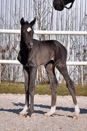 2024.03.10 Pierwszy spacer Dimalou Jak Malowanej