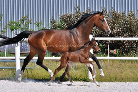 2023.06.14 Pierwsze spacery Full of charm Jak Malowanego