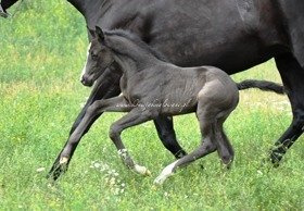 2018.06.20 Pierwsze spacery Dracarys