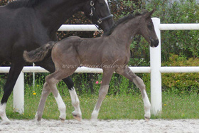 2024.06.05 Miesiąc Element of love Jak Malowanego