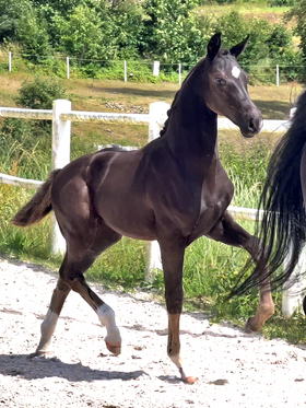 2024.06.21 3 miesiące Dimalou Jak Malowanej