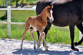 2024.05.19 Narodziny i pierwsze spacery Bel Ami Jak Malowanej