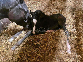 2022.03.16 Narodziny Sweetheart Jak Malowanej