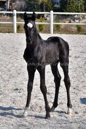 Freedom Jak Malowany - SPRZEDANY