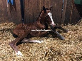 2019.05.01 Narodziny Samedi Jak Malowanej