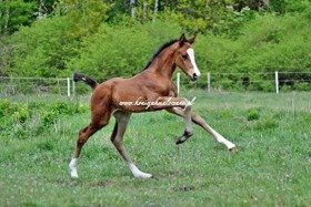 2019.06.01 Rozbrykana Samedi Jak Malowana