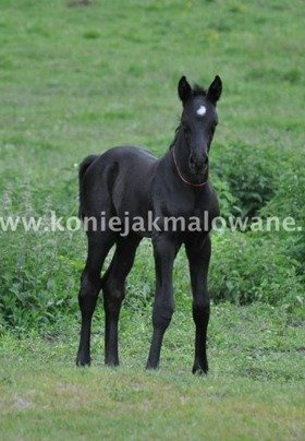 Solvero - SPRZEDANY !