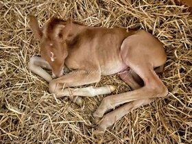 2021.04.30 Narodziny Denissity Jak Malowanej