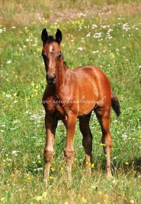 Dimanche - SPRZEDANA !