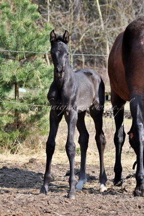 Romantica Jak Malowana - SPRZEDANA