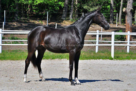 Dracarys - SPRZEDANA