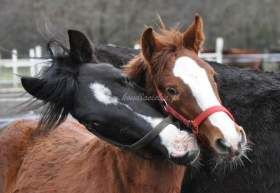 2012.02.02 - Miłosny "trójkącik"